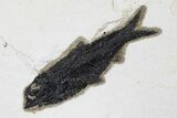 Fossil Fish (Knightia) Plate - Green River Formation #179309-4